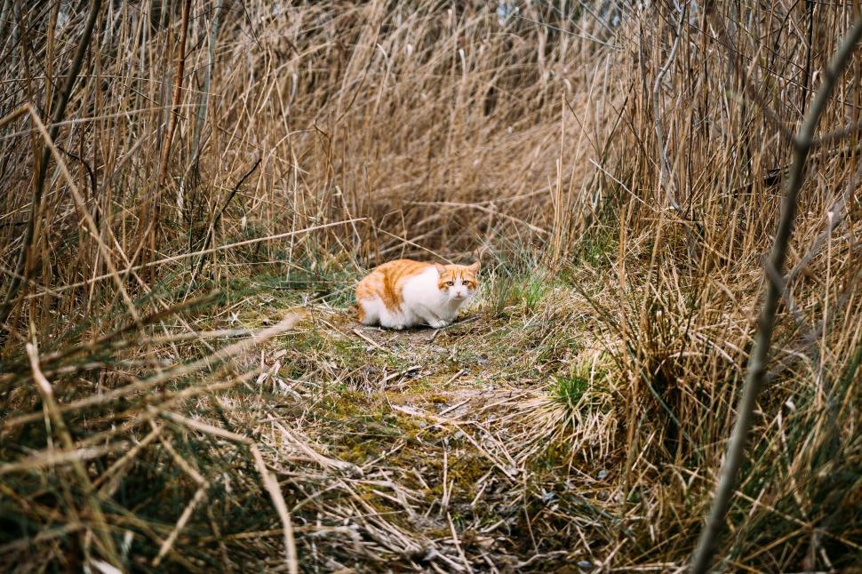 Free Image of Orange and White Cat Sitting in Tall Grass 