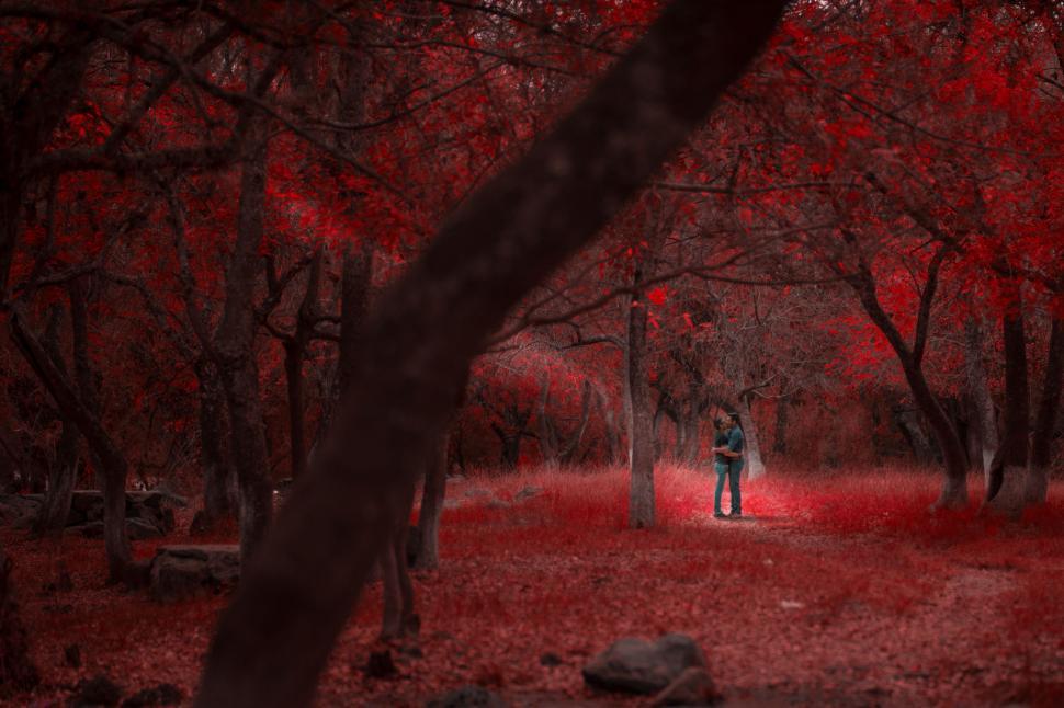 Free Image of Person Standing in the Middle of a Forest 