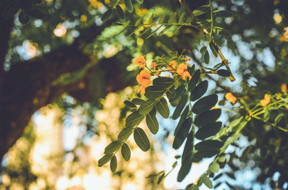 Free Image of Branch of a Tree With Yellow Flowers 