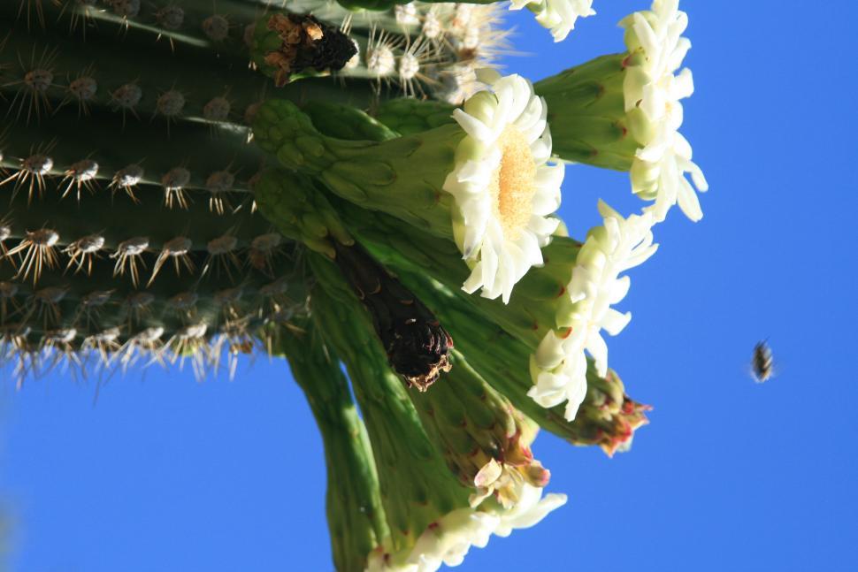 Free Image of flowers 