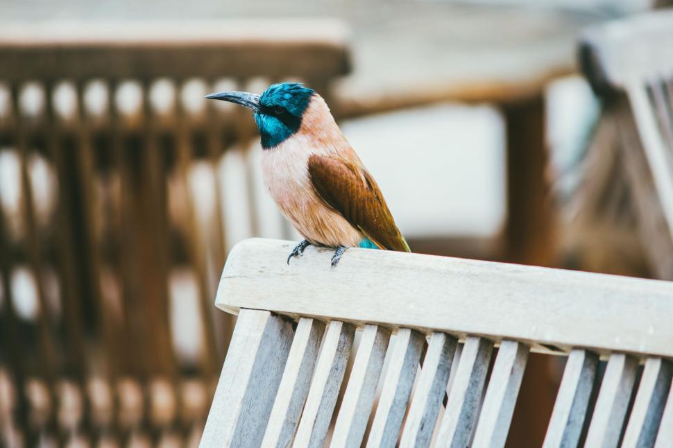 Free Image of Colorful Bird Perched on Wooden Bench 
