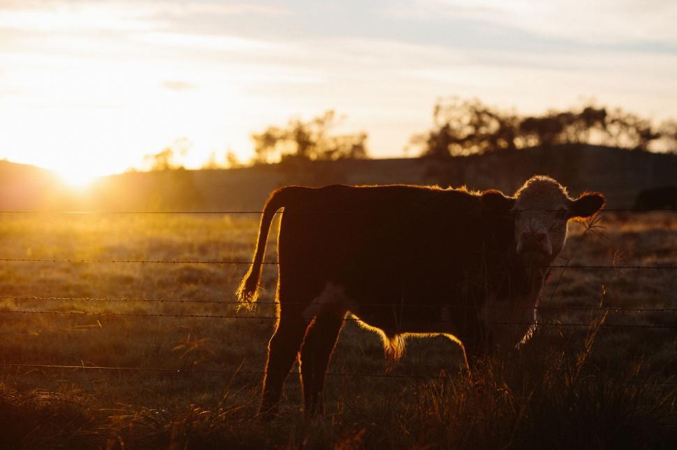 Free Image of Two Cows Standing on Grass Covered Field 