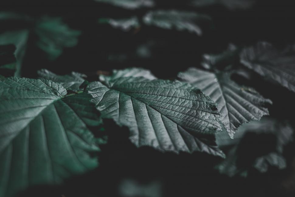 Free Image of Close Up of a Leaf on a Tree 