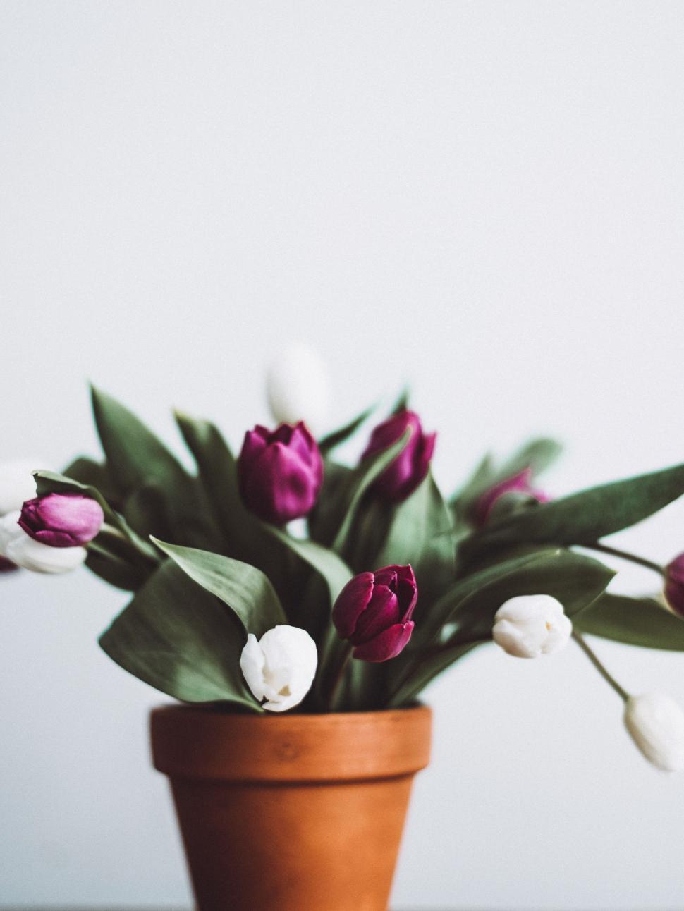 Free Image of Potted Plant With Purple and White Flowers 