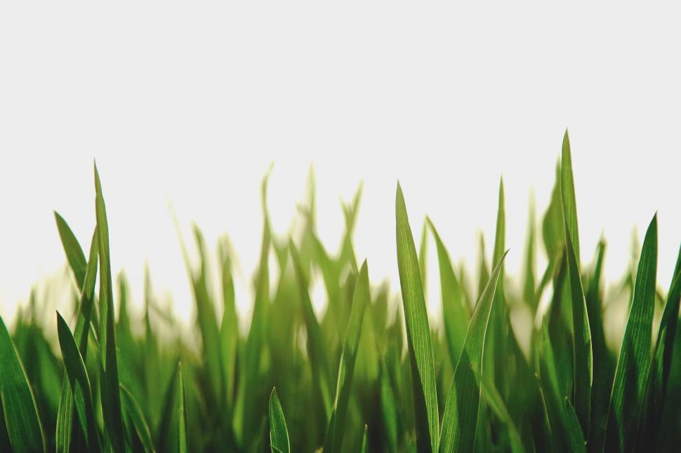 Free Image of Close Up of a Green Grass Field 