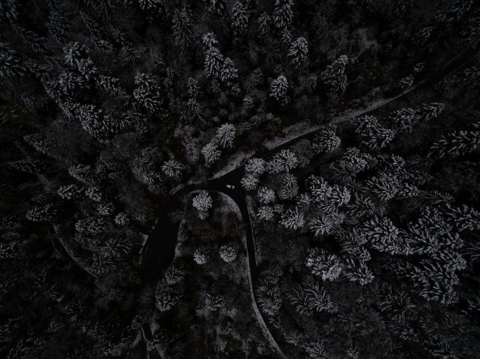 Free Image of Dense Black and White Forest Canopy 