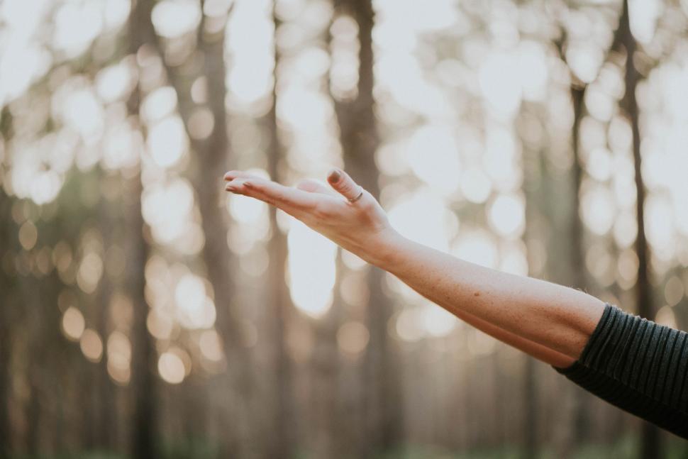Free Image of Person Holding Out Hand in Front of Forest 