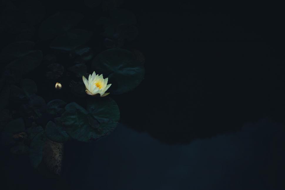 Free Image of Large White Flower Floating on Body of Water 