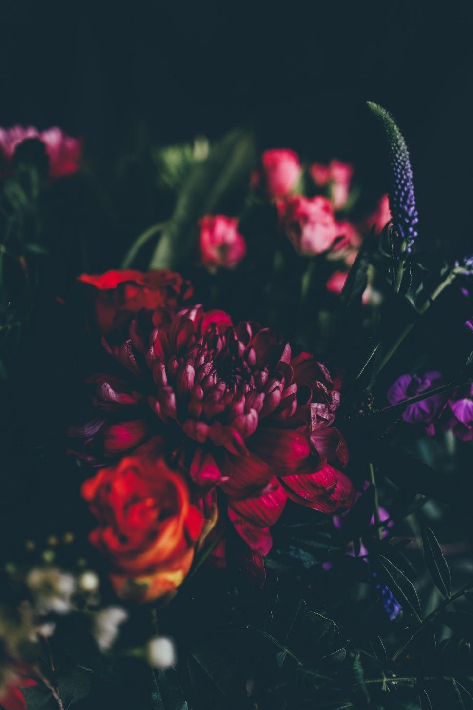 Free Image of Colorful Flowers Blooming in the Grass 