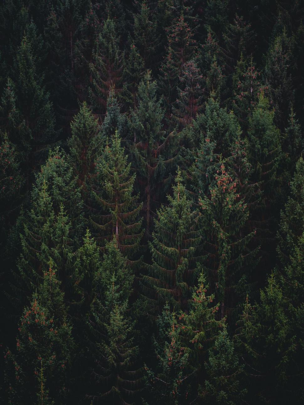 Free Stock Photo of fir pine tree forest season plant trees christmas ...