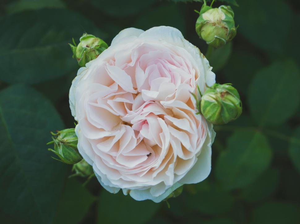 Free Image of Pink Flower Surrounded by Green Leaves 