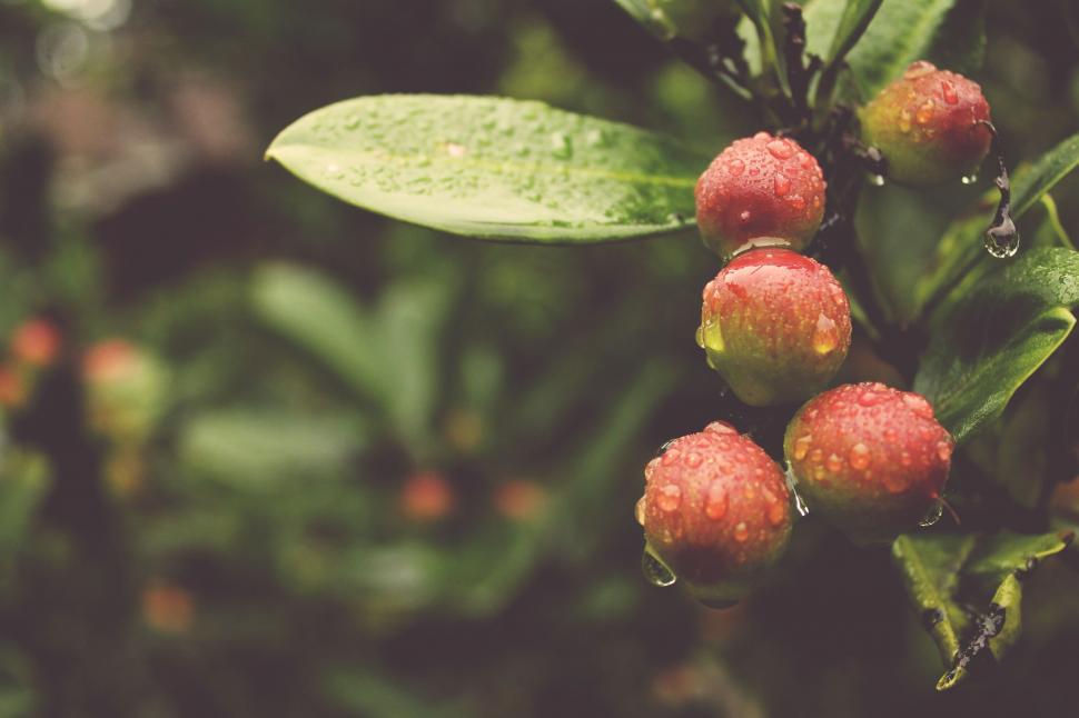 Free Image of Cluster of Red Berries Hanging From Tree Branch 