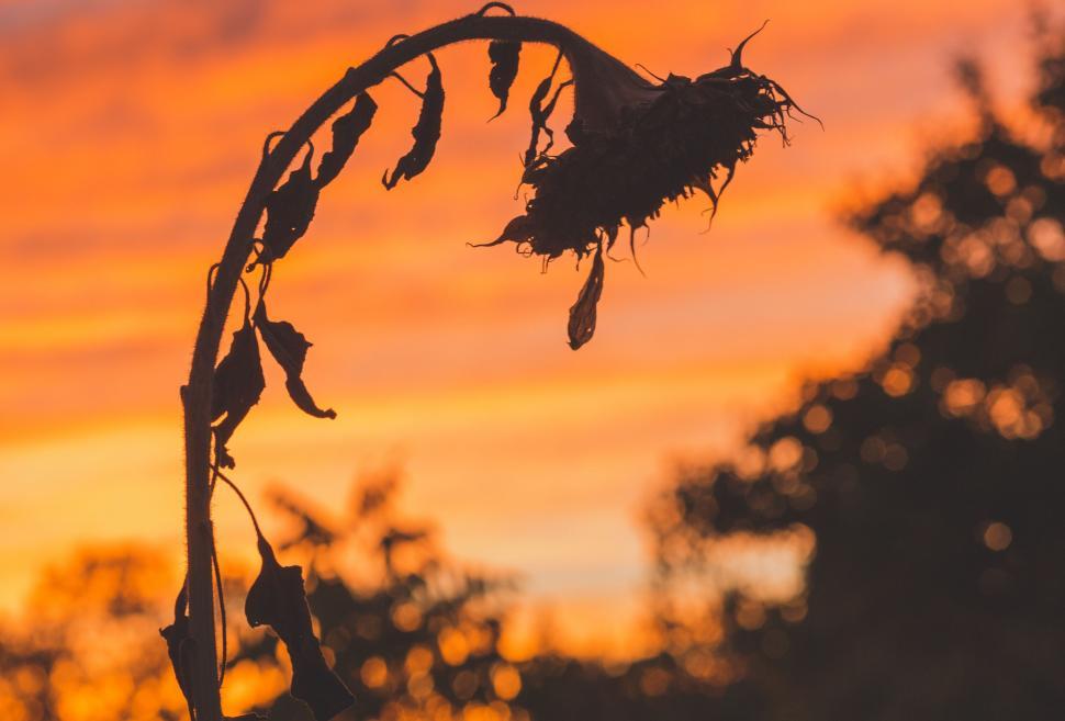 Free Image of Close Up of Plant With Sky Background 