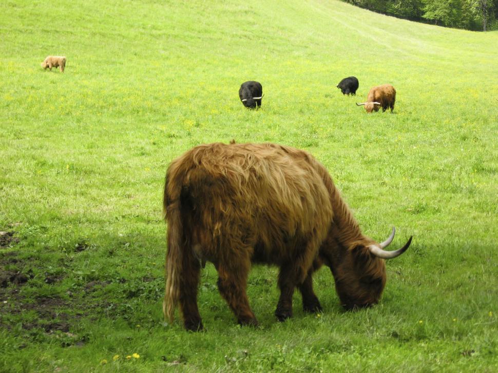 Free Image of cows in grass 