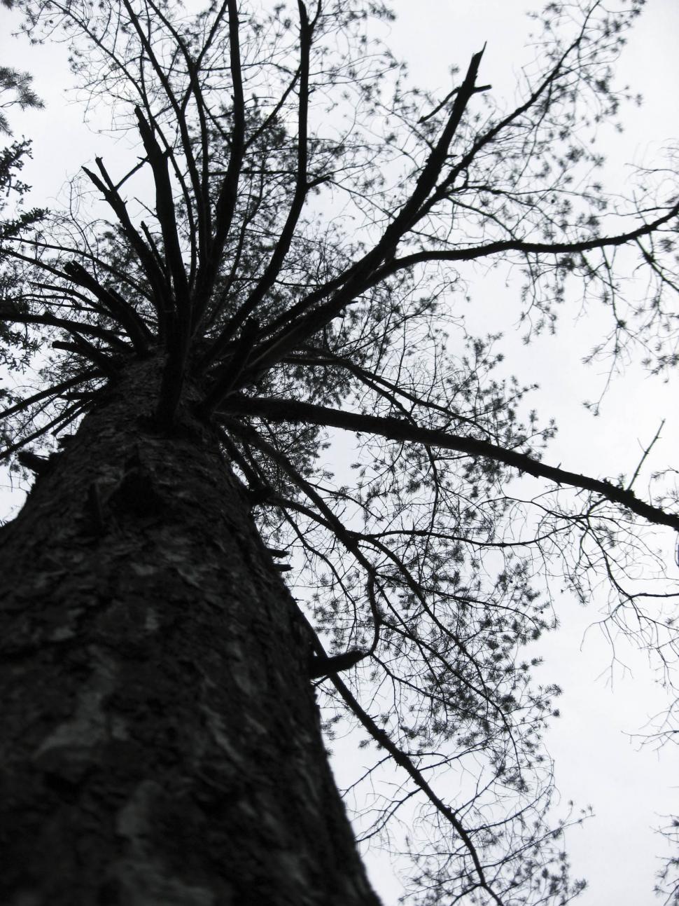Free Image of tree in fall 