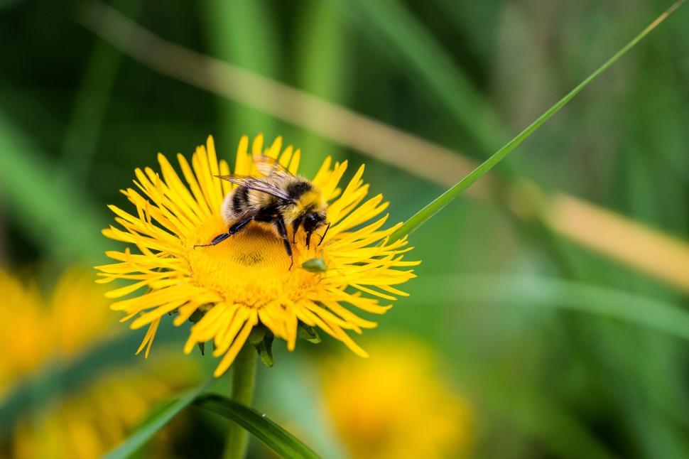 Free Image of Bee Sitting on Top of a Yellow Flower 