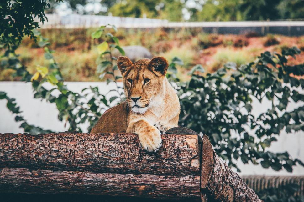 Free Image of Lion Sitting on Top of Tree Log 