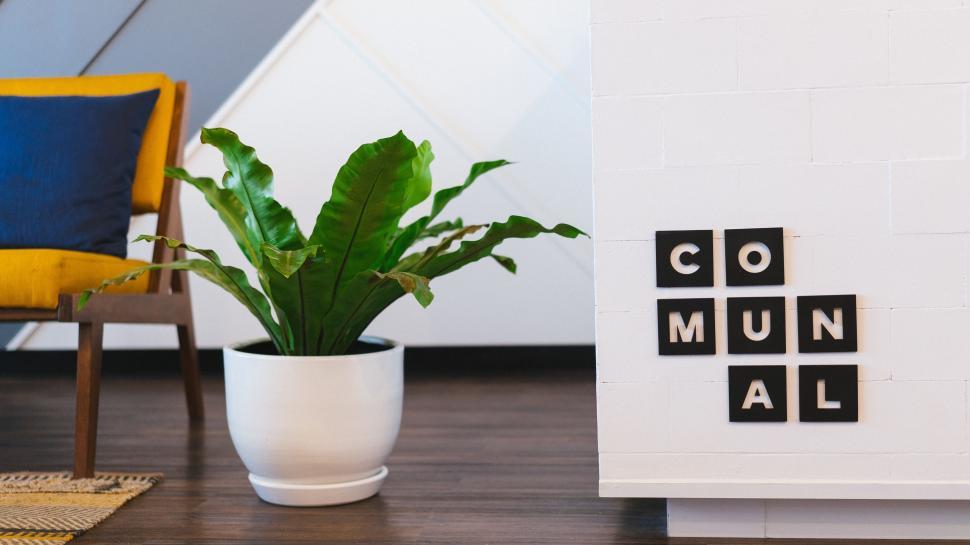 Free Image of Potted Plant on Wooden Floor 