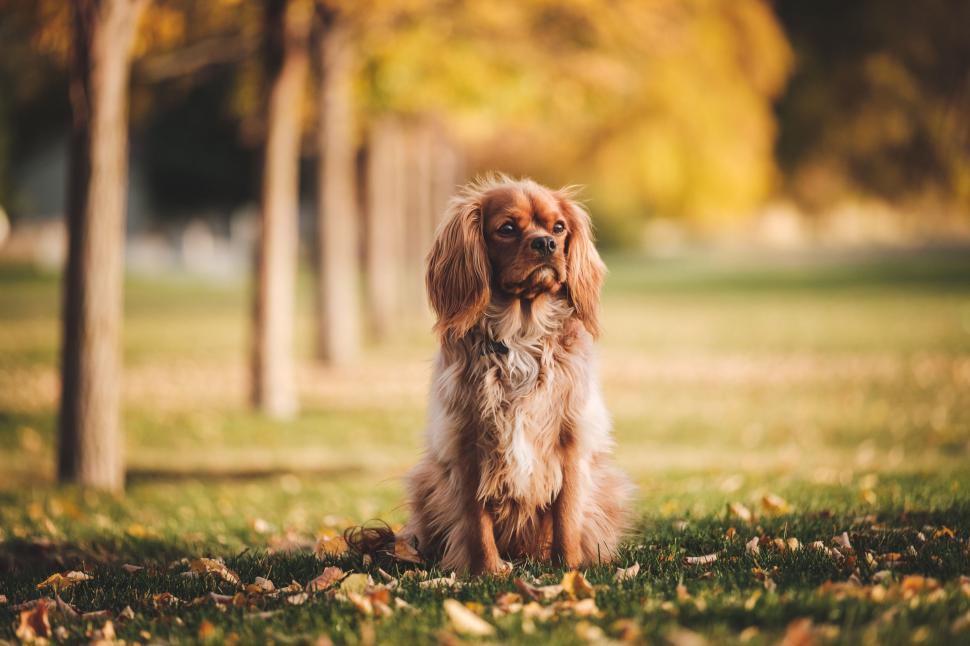 Free Image of Brown and White Dog Sitting on Lush Green Field 