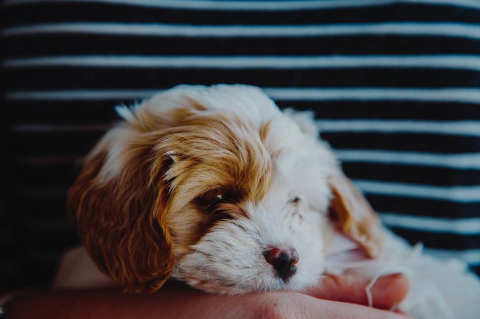 Free Image of Person Holding Small Brown and White Dog 