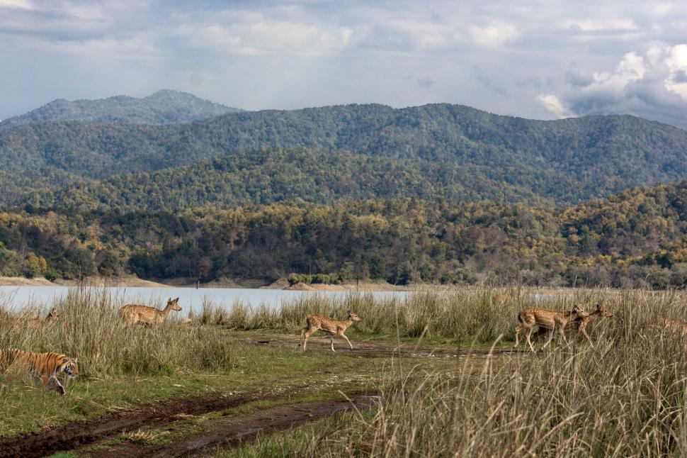Free Image of Herd of Deer Standing on Grass Covered Field 