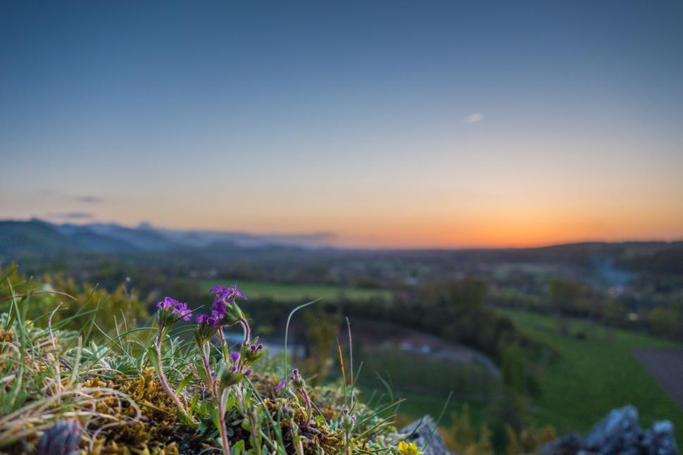 Free Image of Purple Flower on Lush Green Hillside 