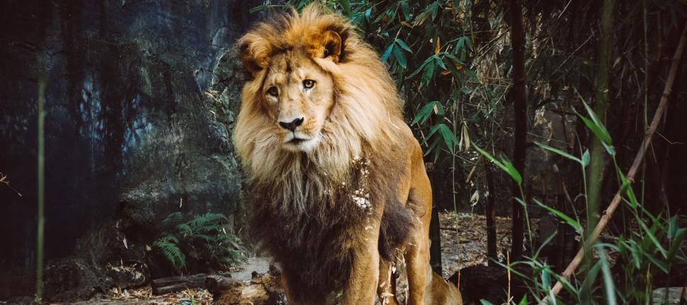 Free Image of Lion Standing in the Middle of a Forest 