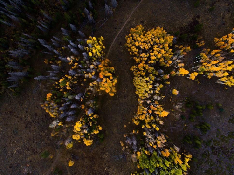 Free Image of Aerial View of Forest With Yellow Flowers 
