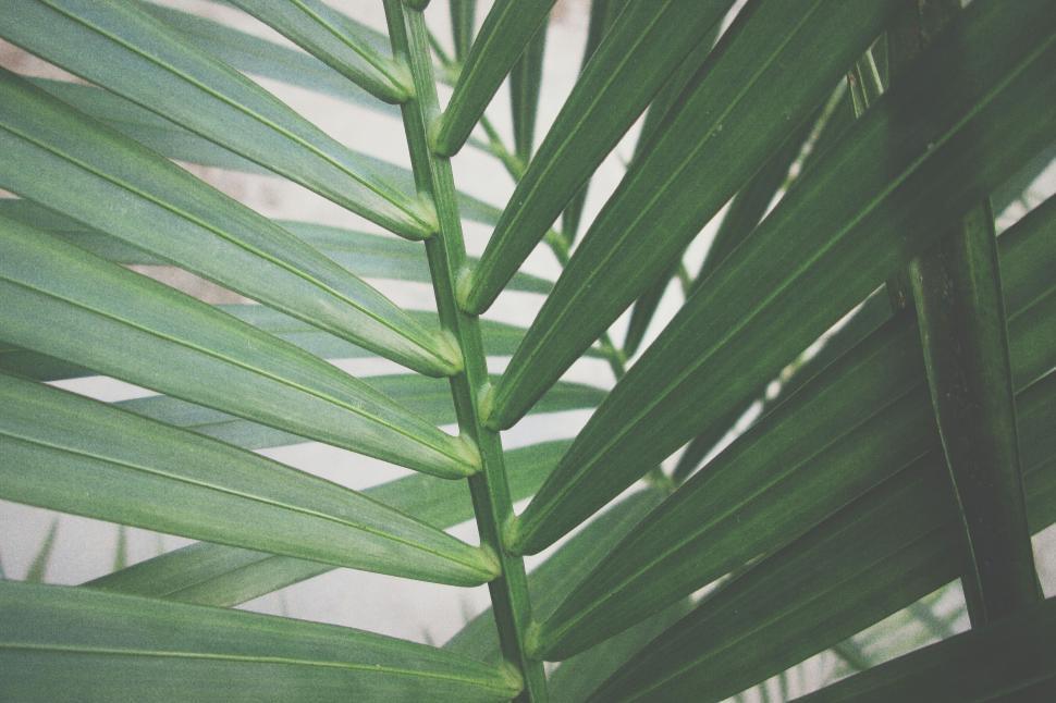 Free Image of Close Up Shot of a Green Leaf on a Tree 