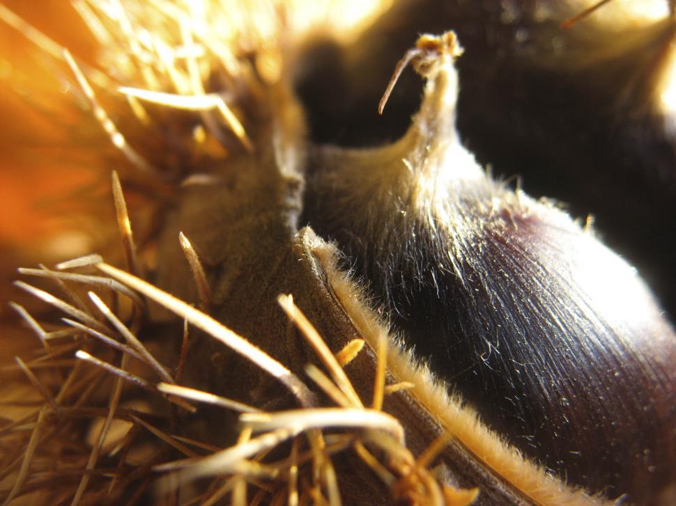 Free Image of chestnuts 