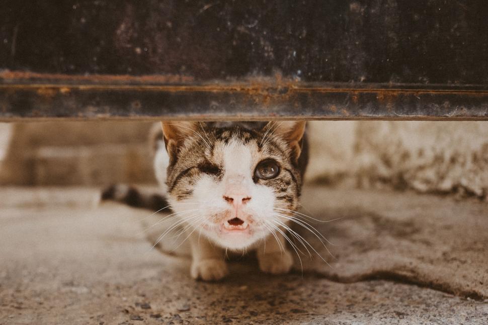 Free Stock Photo of Cat Sitting Under Table Download Free Images and
