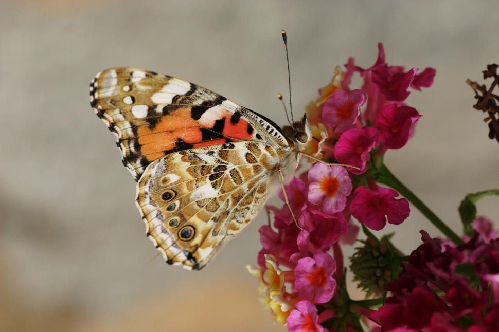 Free Image of Butterfly Perched on Flower Petal 