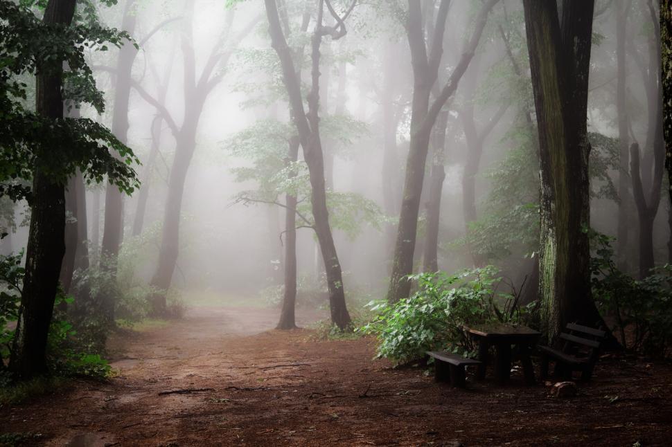 Free Image of Dirt Path Cutting Through Forest 