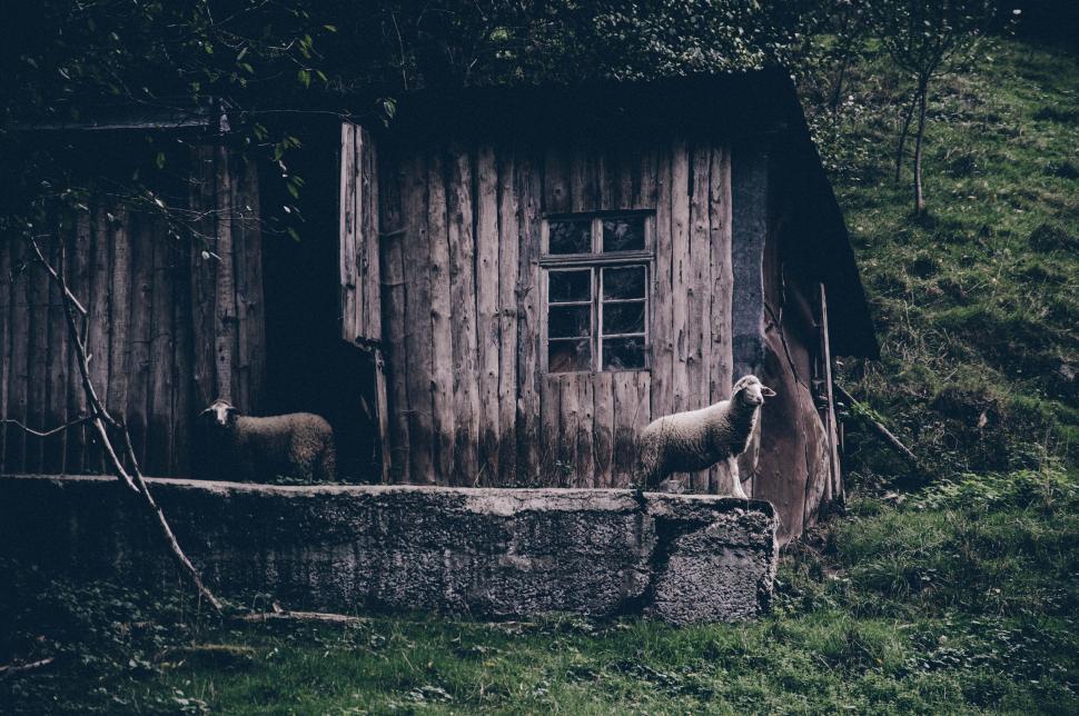Free Image of Sheep Grazing Near Shed 