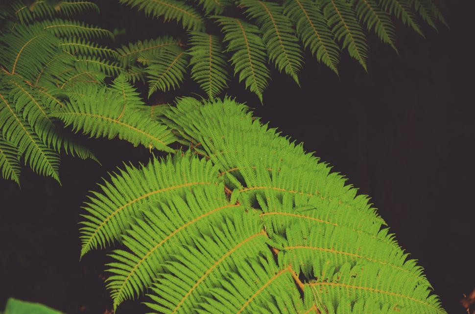 Free Image of Close Up of a Green Leaf on a Tree 