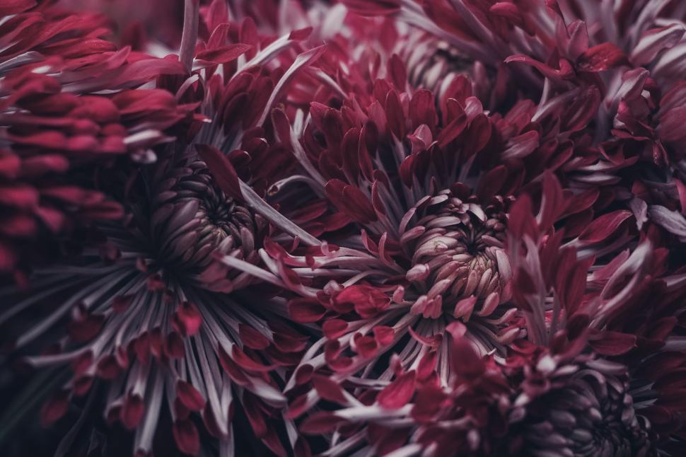 Free Image of Close-Up of a Bunch of Red Flowers 