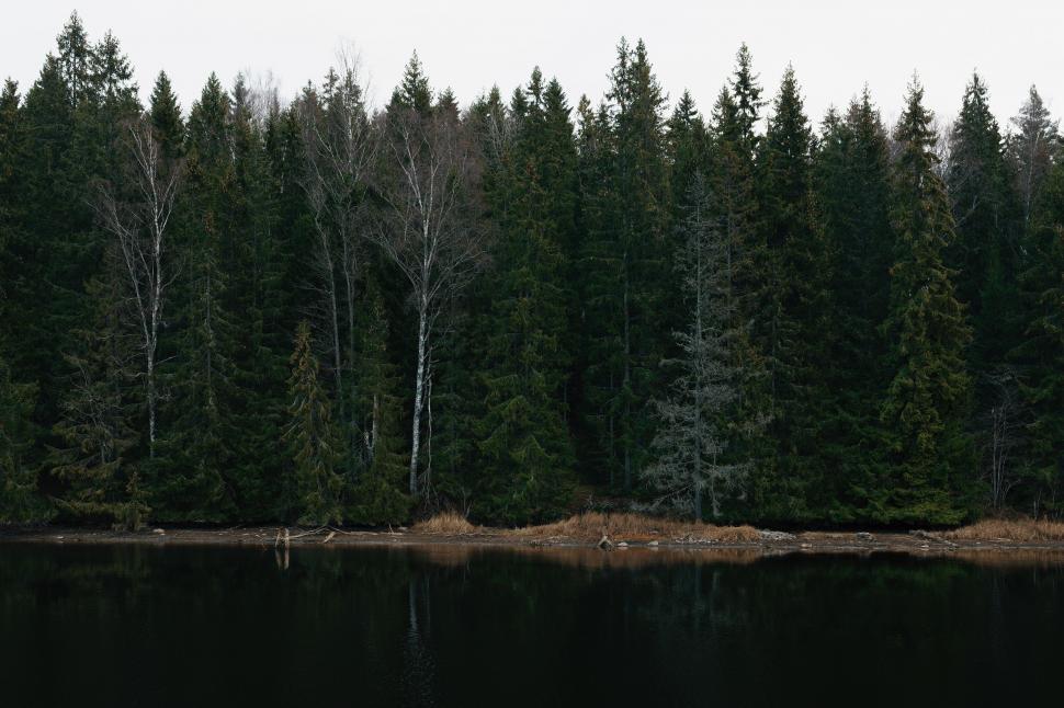 Free Image of A Black and White Photo of a Forest 