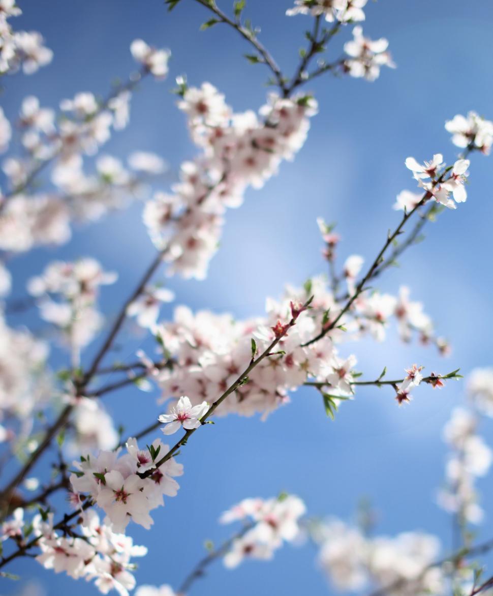 Free Image of Close Up of a Tree With White Flowers 