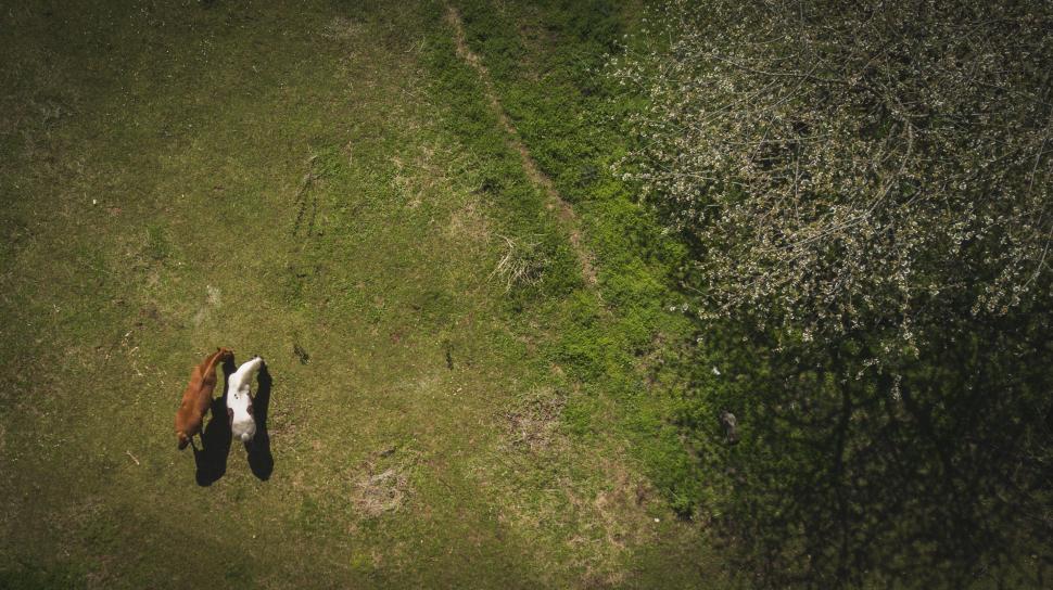 Free Image of Two Horses Standing in a Grassy Field 