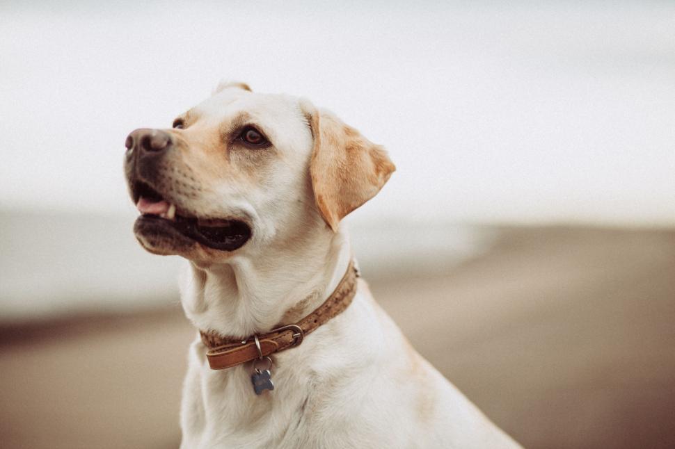 Free Image of Close Up of Dog With Collar 