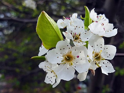 Free Photos Of Apple Blossom Flower Apple Tree Blossoms Free Images Stock Photos And Illustration Collections