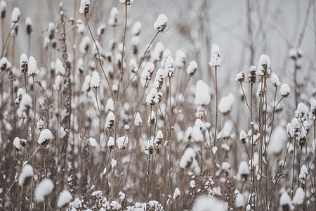 Dried Flowers Photos, Download The BEST Free Dried Flowers Stock