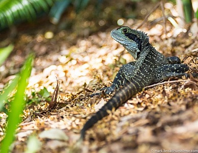 Free lizard trap stock photos. Download the best free lizard trap images at  Freerange Stock.