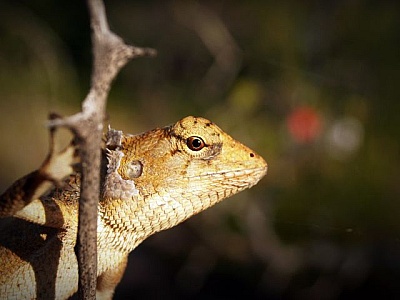 https://freerangestock.com/thumbnail/129594/gecko-on-tree.jpg