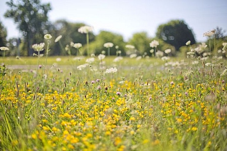 Field Of Flowers Photos, Download The BEST Free Field Of Flowers