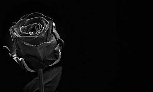 Black Flower Photos, Download The BEST Free Black Flower Stock