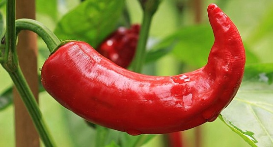 Red Chilli Photos, Download The BEST Free Red Chilli Stock Photos