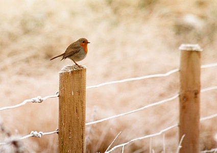 European Robin Stock Photo - Download Image Now - Robin, Bird, Singing -  iStock