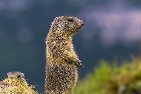 Mobile wallpaper: Gopher, Grass, Animal, Food, Animals, 58330 download the  picture for free.