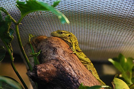 Free lizard trap stock photos. Download the best free lizard trap images at  Freerange Stock.
